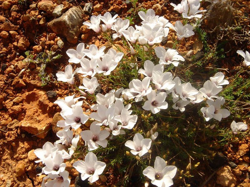 Linum tenuifolium en fleurs dans une garrigue ouverte en Espagne